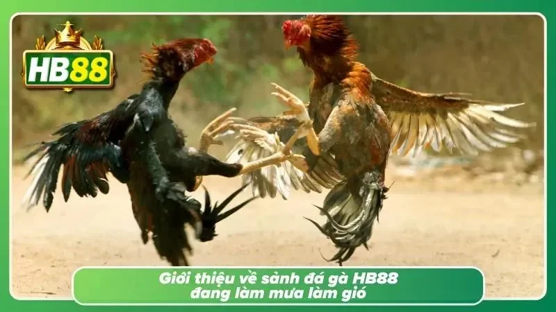 Không gian theo dõi các trận đấu hấp dẫn với nhiều giải đấu được cập nhật thường xuyên